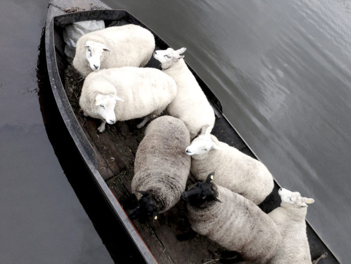 schaap1